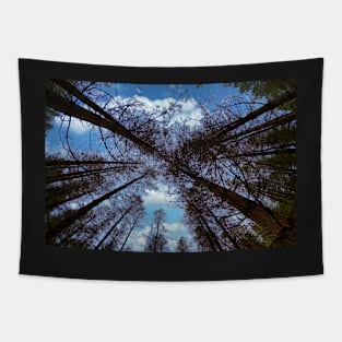 Wide angle fisheye photograph of trees Tapestry