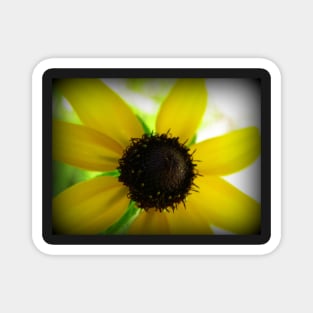 Floral Art Blacked Eyed Susan Flower Sunny Happy Yellow & Brown Flower Magnet