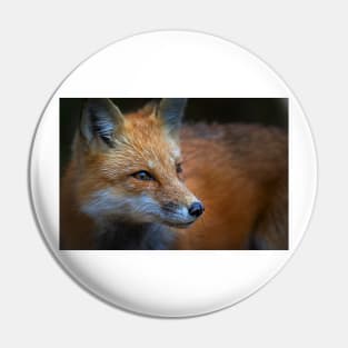 Red Fox, Algonquin Park, Canada Pin