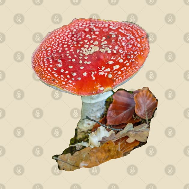 Fly Agaric Mushroom by dalyndigaital2@gmail.com