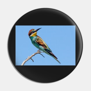 European Bee-eater, South Africa Pin