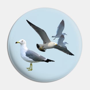 Black Tailed Gulls Pin