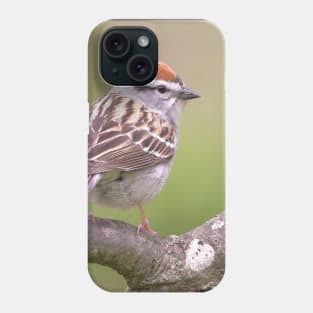 Chipping Sparrow on a big curled tree branch Phone Case