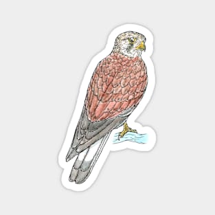 Nankeen Kestrel Magnet