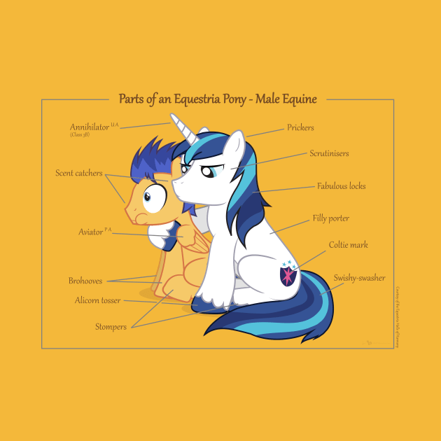 Pony Anatomy - Male Equine by judacris