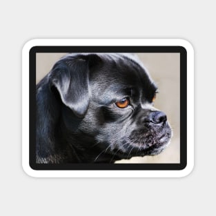 "Pug Mug ~ In Profile" Magnet