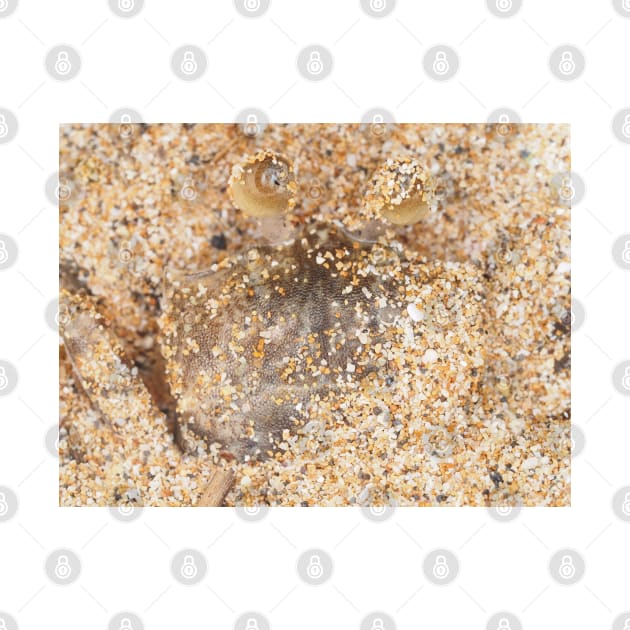 Small crab hiding in sand on Maui, Hawaii by SDym Photography