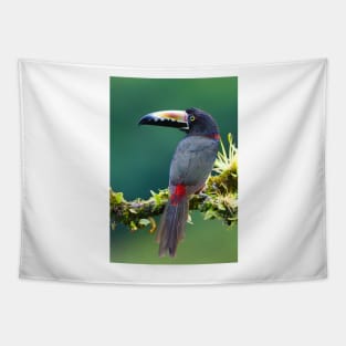 Collared Aracari - Costa Rica Tapestry