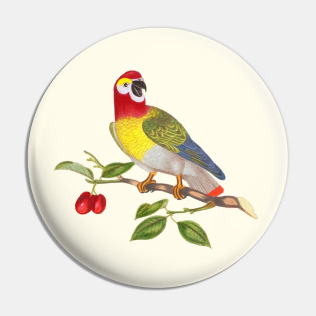 Parrot Bird Colorful Wildlife Illustration Pin by Biophilia