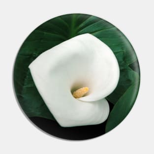 Calla lily and leaves Pin