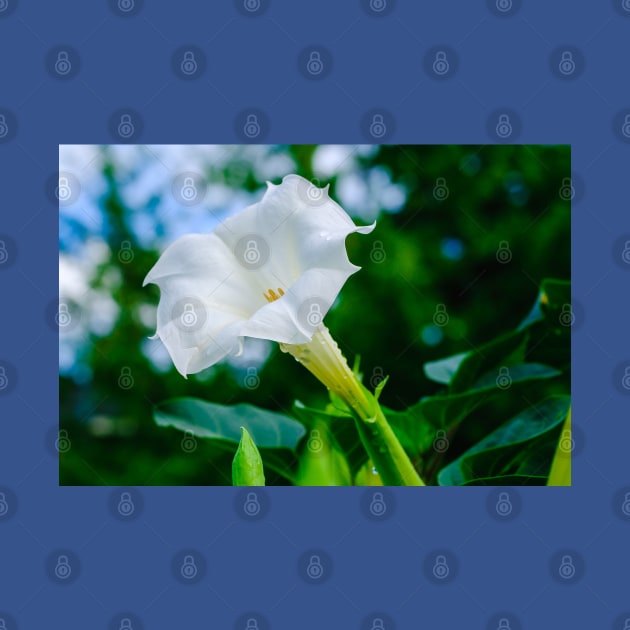 Datura Flower Photograph by love-fi