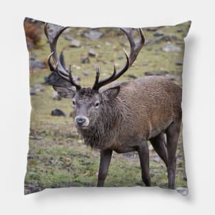 Red Deer Buck Pillow