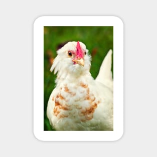 White Barbu d'Uccle bantam chicken Magnet