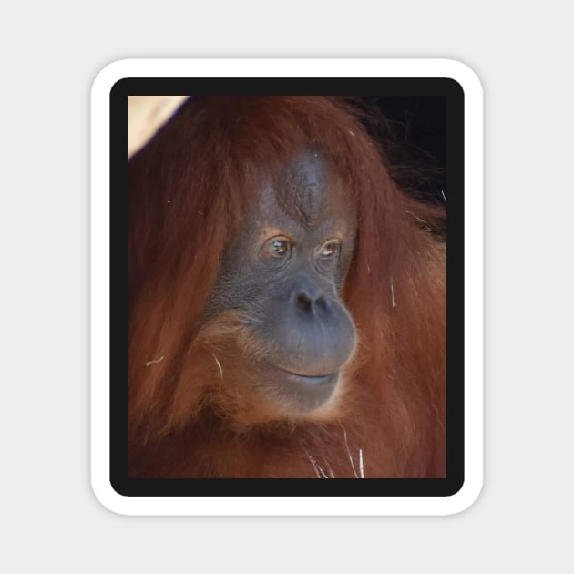 Orangutan Magnet by Sharonzoolady