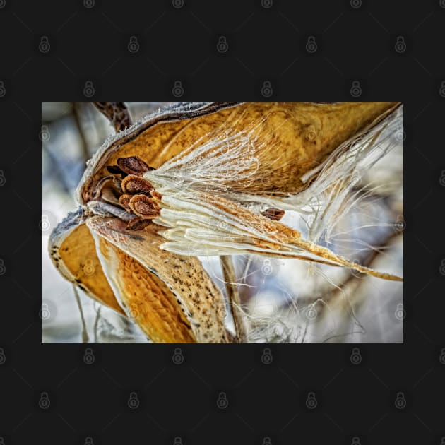 Frosted Milkweed by Robert Alsop