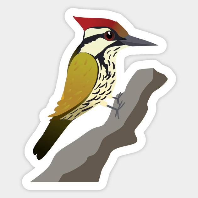 Common Flameback Woodpecker Woodpecker Bird Sticker Teepublic Common Flameback Woodpecker Woodpecker Bird Sticker Teepublic