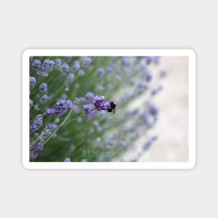 Bumble Bee Lavender Photography Print Magnet