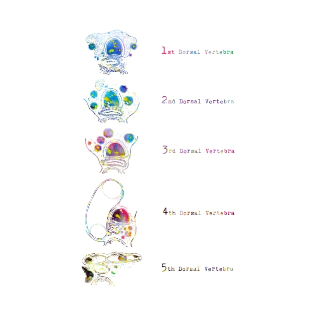 Trachea Transverse Section by erzebeth