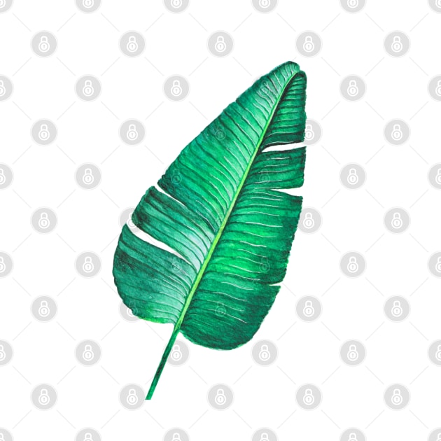 Tropical Banana leaf watercolor illustration by Wolshebnaja