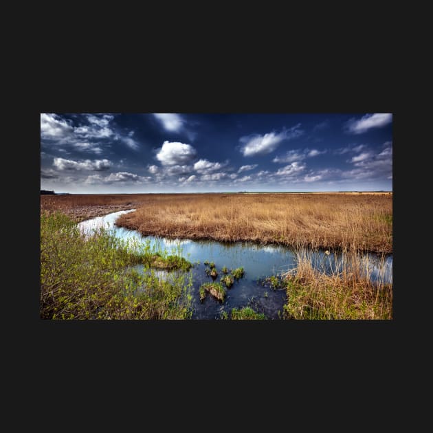 Marshes and reed by naturalis