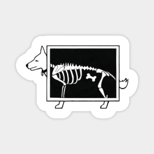 Dog X-ray Magnet