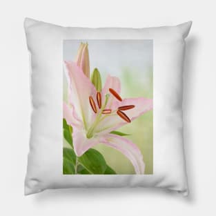 Lilium  Lily Pillow