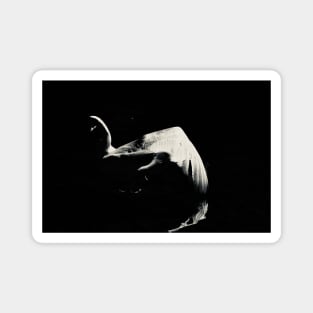Swan / Swiss Artwork Photography Magnet