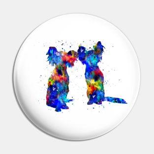 Russian toy terrier Pin