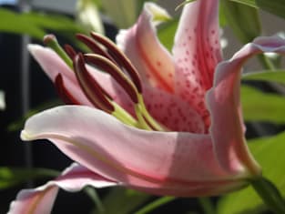 Beautiful photograph of lily flower Magnet