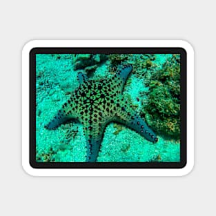 star fish Magnet