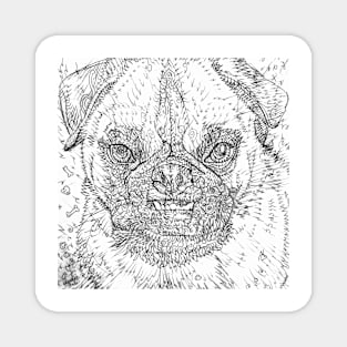 ANGRY PUG pencil portrait Magnet