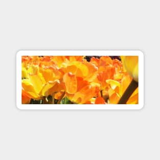 Close-up Orange and Yellow Tulips Magnet