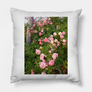 Dorothy Perkins Vintage Rambling Pink Rose Photo Pillow