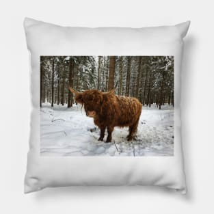 Scottish Highland Cattle Cow 1677 Pillow