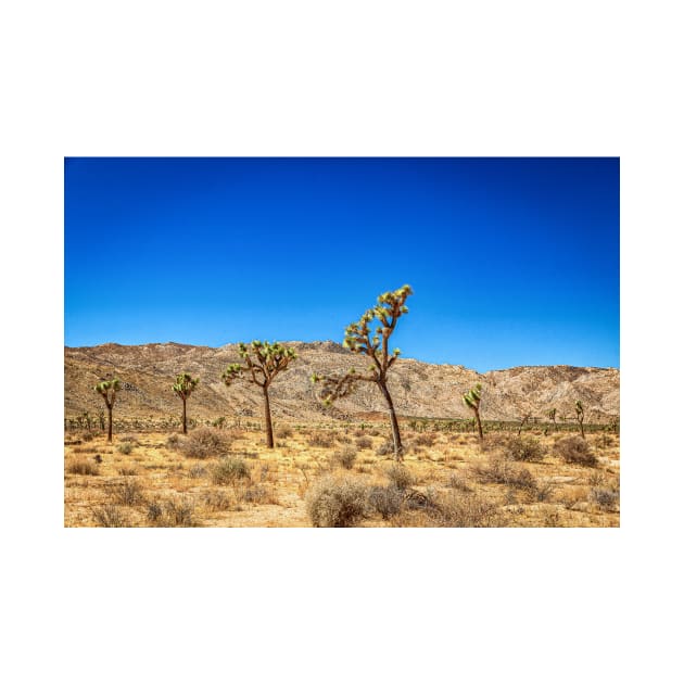 Joshua Tree National Park, California by Gestalt Imagery