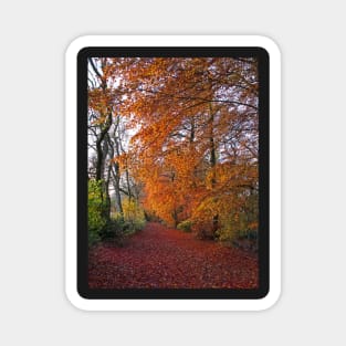 Autumnal Westridge Woods, Cotswolds Magnet