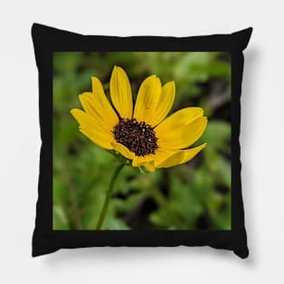 Yellow Sand Dunes Flower 2 Pillow