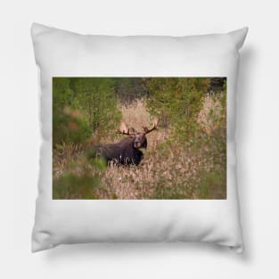 Moose in rut - Algonquin Park, Canada Pillow