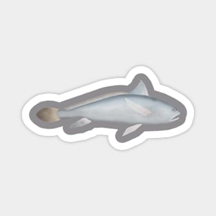 Pama Croaker Magnet