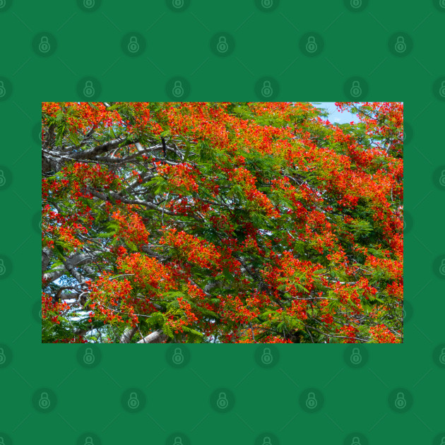 Royal Poinciana Flowering Tree by SafariByMarisa