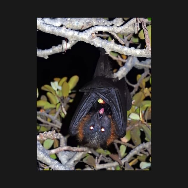 Grey-headed flying fox by kirstybush