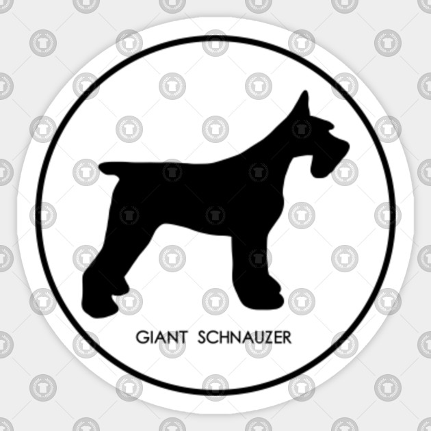 Giant Schnauzer Size Chart