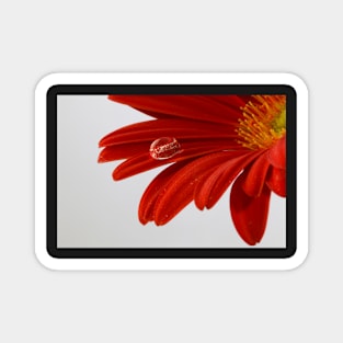 Red daisy Magnet