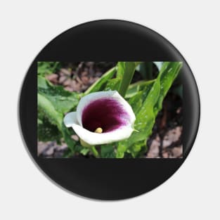 Calla Lily Tilted Photographic Image Pin