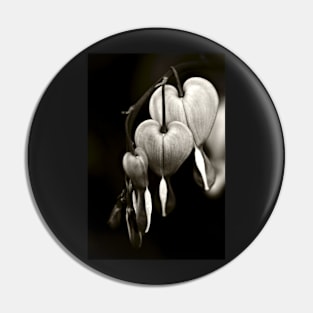 Bleeding Hearts (Dicentra) flowers in black and white Pin