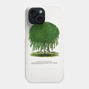 Kilmarnock Weeping Willow Tree lithograph (1900) Phone Case