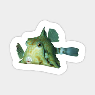 Boxfish | Cute fish to smooch | Magnet