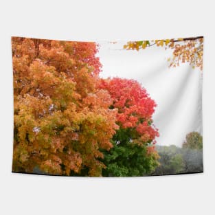 Autumn fall trees change yellow red green thanksgiving Tapestry