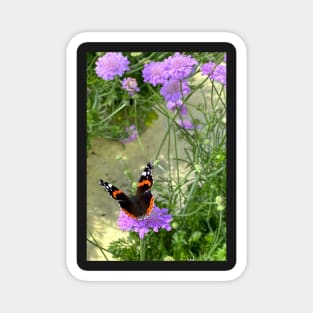 Red Admiral Magnet