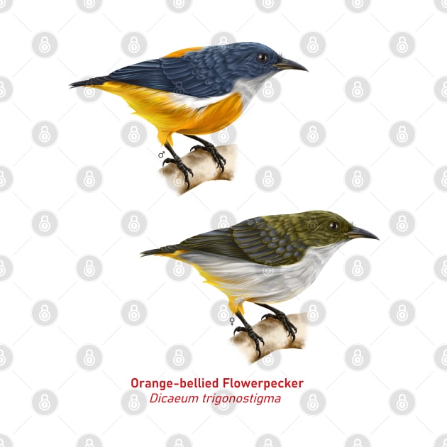 Orange-bellied Flowerpecker | Dicaeum trigonostigma ⚥ by bona 